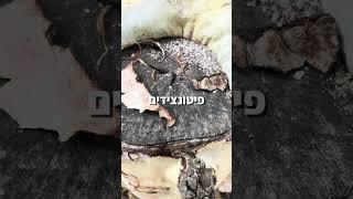רפואת יער בישראל - סדנאות ביער אפשרויות