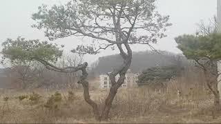 기러기일까요? 청둥오리일까요? | 영종도 전원주택가 산책로 걷기