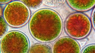 The three stages of Haematococcus pluvialis growth