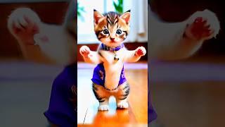 Funny Cat Dance  | #cat #catvideos #funny #dancingcat #shorts #cuteanimal