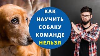 Урок 2.  Как научить собаку команде "Нельзя"? Как заставить выплюнуть подобранное с земли?