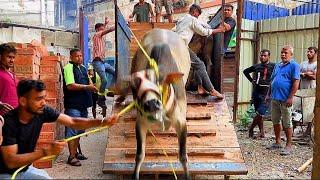 Biggest cows unloading of Asif bhai Zakria Street 2024 #cowunloading #angrycowvideo @PETSDEEWANGI