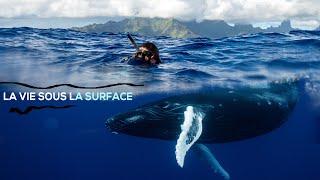 On part filmer la vie sous-marine - Moorea (Polynésie française)