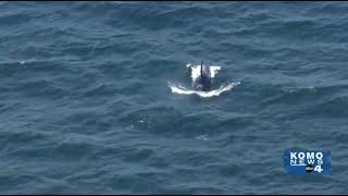 Orcas swimming off of Kitsap Peninsula