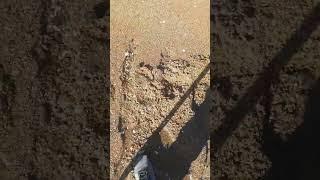massive gold beach metal detecting minelab manticore