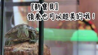 領養也可以超美的！｜Turtle Adoption｜【小龜成長日記】