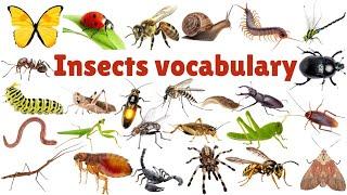 INSECTS FOR KIDS Learning – Insect Names and Sounds for Children, Toddlers & Kindergarten   