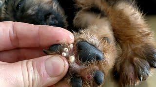 Kevin M. Danner !! found a happy puppy, starring Mango worms and Fatou and Make puppy happy #16