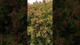 Hypericum “magical majestic pink” berry stage.