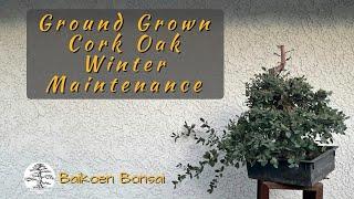 Cork Oak Winter Maintenance  - Tom Lau -  Bonsai Technique - Baikoen Bonsai Club