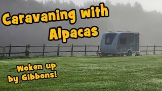 Caravaning with Alpacas in a Tiny Caravan, Woken up by Gibbons!