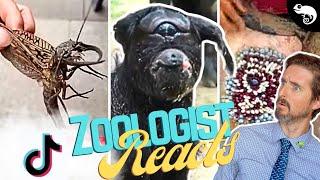 Zoologist Reacts To Viral Animal TikTok