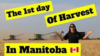 The 1st Day of Harvest in Manitoba