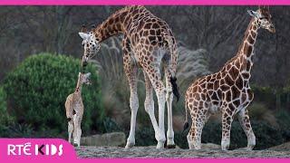 African Savannah | The Zoo | @RTÉ Kids