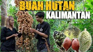 MENCARI BUAH-BUAHAN DI HUTAN KALIMANTAN