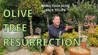 Olive Tree Care | OLIVE TREE RESURRECTION | Top Olive Tree Care Tips