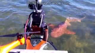 Shark Following The See Through Canoe in the Florida Keys