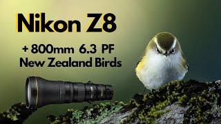 Nikon Z8 and 800mm 6.3 PF lens. LOW LIGHT. Wildlife Bird Photography - New Zealand