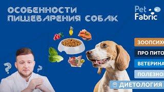 Особенности пищеварения собак