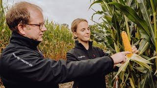 Syngenta Seeds | Artesian  | Unsere Antwort auf Trockenstress im Mais