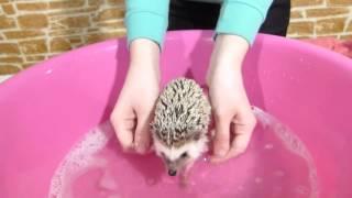 Купаем ежика!! SPA for Hedgehog