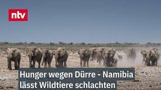 Hunger wegen Dürre - Namibia lässt Wildtiere schlachten - Elefantenfleisch für Bevölkerung  | ntv