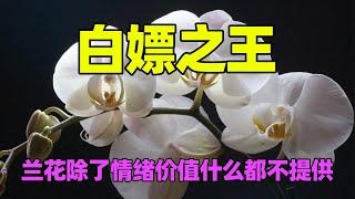 【兰花】唯一能反寄生真菌的白嫖之王!昆虫传粉还得倒贴的美丽陷阱