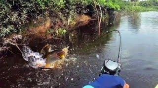 TOMAN DI SEPOT INI TIDAK ADA TAKUTNYA.!! MANCING TOMAN DI SUNGAI HITAM