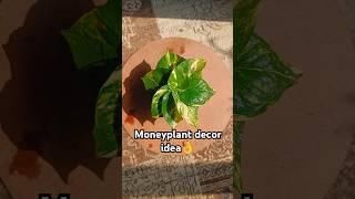 moneyplant decor idea️#shorts#viral shorts#youtube shorts#trending#song