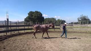 Formación Equina con Álvaro Pedrero (Examen)