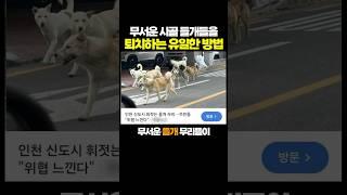 무서운 시골 들개들을 퇴치하는 ‘유일한 방법’.. 천재인데? ㅋㅋㅋ