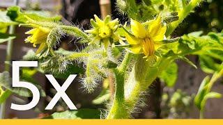 How to PRUNE a TOMATO to GROW 5X MORE Tomatoes, NOT LEAVES & Branches | STEP by STEP