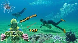 Mới Xuống Đã Bắt Gặp Cặp Ghẹ Mặt Trăng, Cua Neo Sò Ốc Trong Ca Lặn Biển Đầu Tiên | Cảnh 86