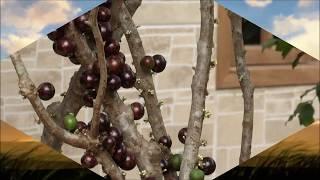 Frutíferas em Vaso - Jabuticaba