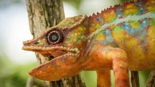 Robotic Spy Chameleon Gets Under The Feet Of Lemurs