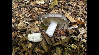 Identifying the Charcoal Burner, Russula cyanoxantha