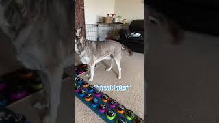 Take them all   #talkingdog  #fluentpet