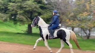 Tennessee Walking Horse -Cody - Working on Gaits