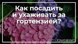 Как посадить и ухаживать за гортензией? | toNature.Info