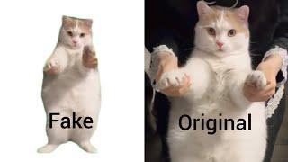 Cat Dancing to EDM Meme (Fake vs Original)