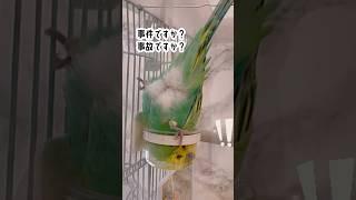 目を疑う光景#セキセイインコ#インコ#オカメインコ#たまご保育園