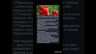 основы выращивания помидор