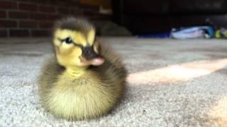 Adorable Baby Duck Attacks Camera