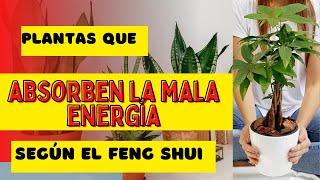 Plantas que atraen la energía positiva a tu hogar /Plantas de PROTECCIÓN  #ConexionMay