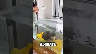 Кот Учился Дышать Под Водой! #животные