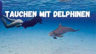 Delphine, Schweine, Freunde !  Wir erkunden gemeinsam die Bahamas.