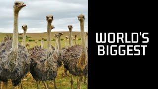 Ostrich Experience Growth With Remarkable Adaptability | World's Biggest Bird | @bbcearth​