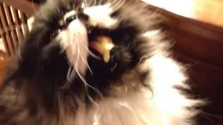 Cat gets a BRAIN FREEZE!!