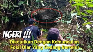 Diluar Nalar ! Ratusan Tahun Bertapa Ular Purba ini Menampakkan diri Di Tebing Hutan Jombang