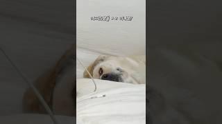 어쩌라고요?!?! #강아지일상 #retreiver #알로페시아 #포메 #잠투정